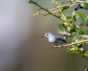Preview wallpaper blue-gray gnatcatcher, bird, branch, blur