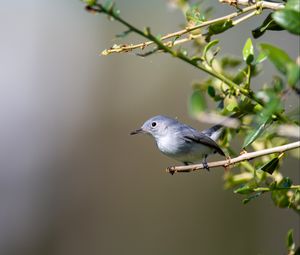 Preview wallpaper blue-gray gnatcatcher, bird, branch, blur