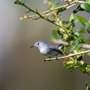 Preview wallpaper blue-gray gnatcatcher, bird, branch, blur