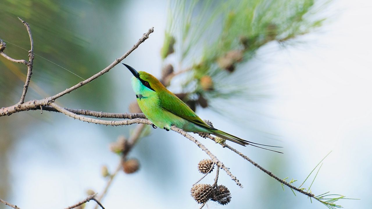 Wallpaper blue-tailed bee-eater, bird, branch, focus