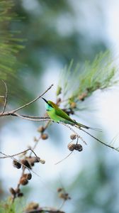 Preview wallpaper blue-tailed bee-eater, bird, branch, focus