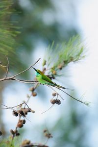 Preview wallpaper blue-tailed bee-eater, bird, branch, focus