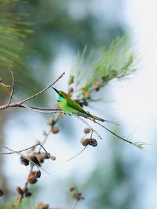 Preview wallpaper blue-tailed bee-eater, bird, branch, focus