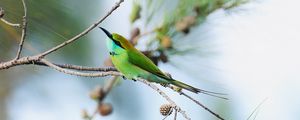 Preview wallpaper blue-tailed bee-eater, bird, branch, focus