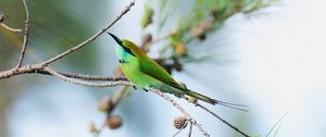 Preview wallpaper blue-tailed bee-eater, bird, branch, focus