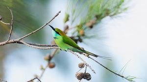 Preview wallpaper blue-tailed bee-eater, bird, branch, focus