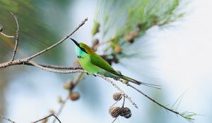 Preview wallpaper blue-tailed bee-eater, bird, branch, focus