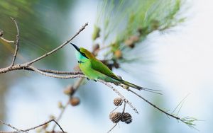 Preview wallpaper blue-tailed bee-eater, bird, branch, focus