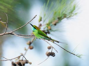 Preview wallpaper blue-tailed bee-eater, bird, branch, focus