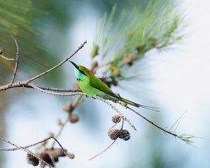 Preview wallpaper blue-tailed bee-eater, bird, branch, focus