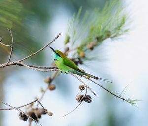 Preview wallpaper blue-tailed bee-eater, bird, branch, focus