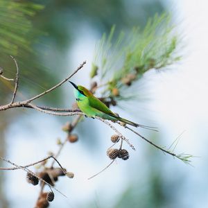 Preview wallpaper blue-tailed bee-eater, bird, branch, focus