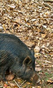 Preview wallpaper boar, cubs, grass, food, leaves, autumn