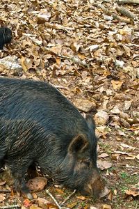 Preview wallpaper boar, cubs, grass, food, leaves, autumn