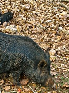 Preview wallpaper boar, cubs, grass, food, leaves, autumn