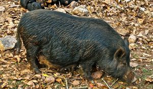 Preview wallpaper boar, cubs, grass, food, leaves, autumn