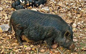 Preview wallpaper boar, cubs, grass, food, leaves, autumn