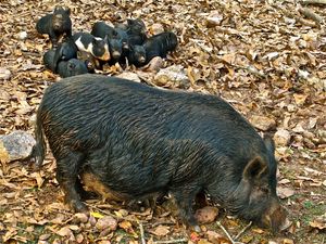 Preview wallpaper boar, cubs, grass, food, leaves, autumn