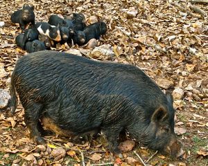 Preview wallpaper boar, cubs, grass, food, leaves, autumn