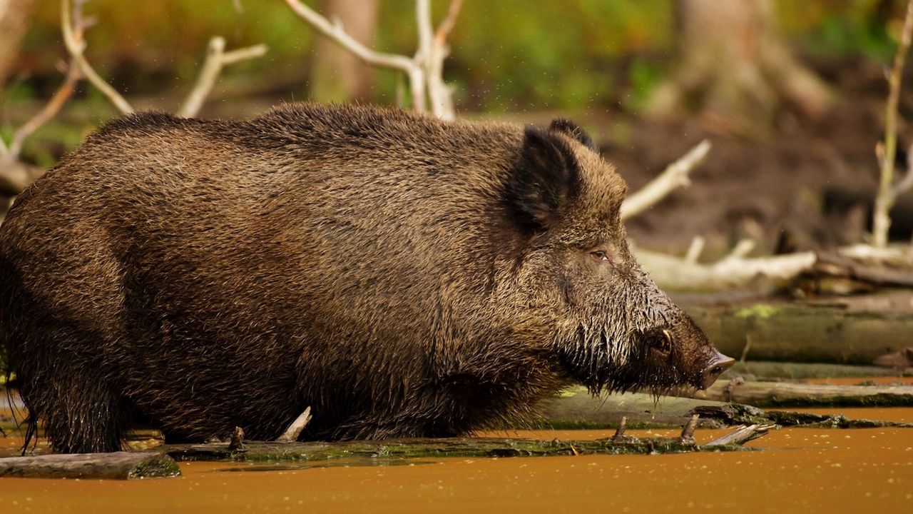 Wallpaper boar, dirt, large