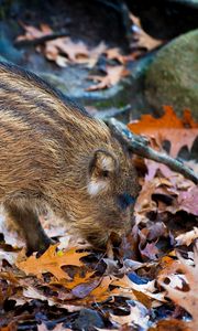 Preview wallpaper boar, leaves, autumn, stone, climbing