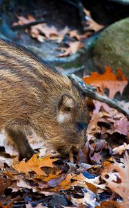 Preview wallpaper boar, leaves, autumn, stone, climbing