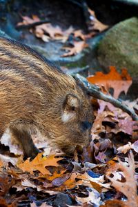 Preview wallpaper boar, leaves, autumn, stone, climbing