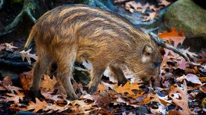 Preview wallpaper boar, leaves, autumn, stone, climbing