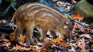 Preview wallpaper boar, leaves, autumn, stone, climbing