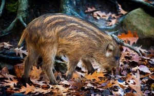 Preview wallpaper boar, leaves, autumn, stone, climbing