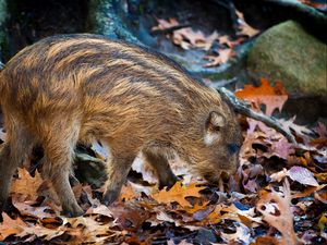 Preview wallpaper boar, leaves, autumn, stone, climbing