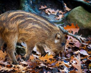 Preview wallpaper boar, leaves, autumn, stone, climbing