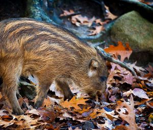 Preview wallpaper boar, leaves, autumn, stone, climbing