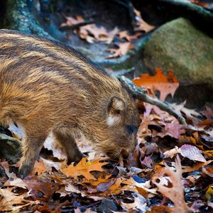 Preview wallpaper boar, leaves, autumn, stone, climbing