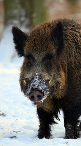 Preview wallpaper boar, tusks, winter, snow, forest