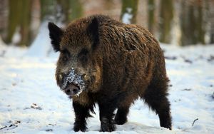 Preview wallpaper boar, tusks, winter, snow, forest