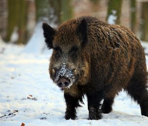 Preview wallpaper boar, tusks, winter, snow, forest