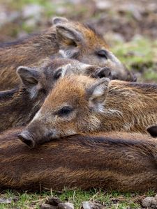 Preview wallpaper boar, young, grass, lie, bask