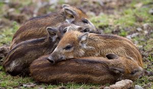 Preview wallpaper boar, young, grass, lie, bask