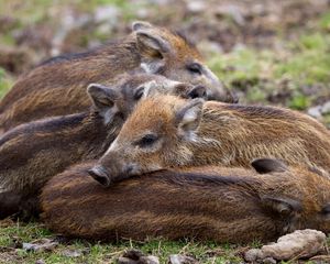 Preview wallpaper boar, young, grass, lie, bask