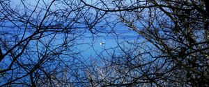 Preview wallpaper boat, branches, trees, water