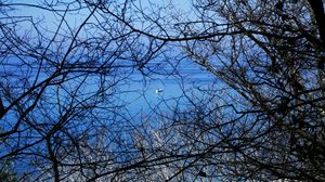 Preview wallpaper boat, branches, trees, water