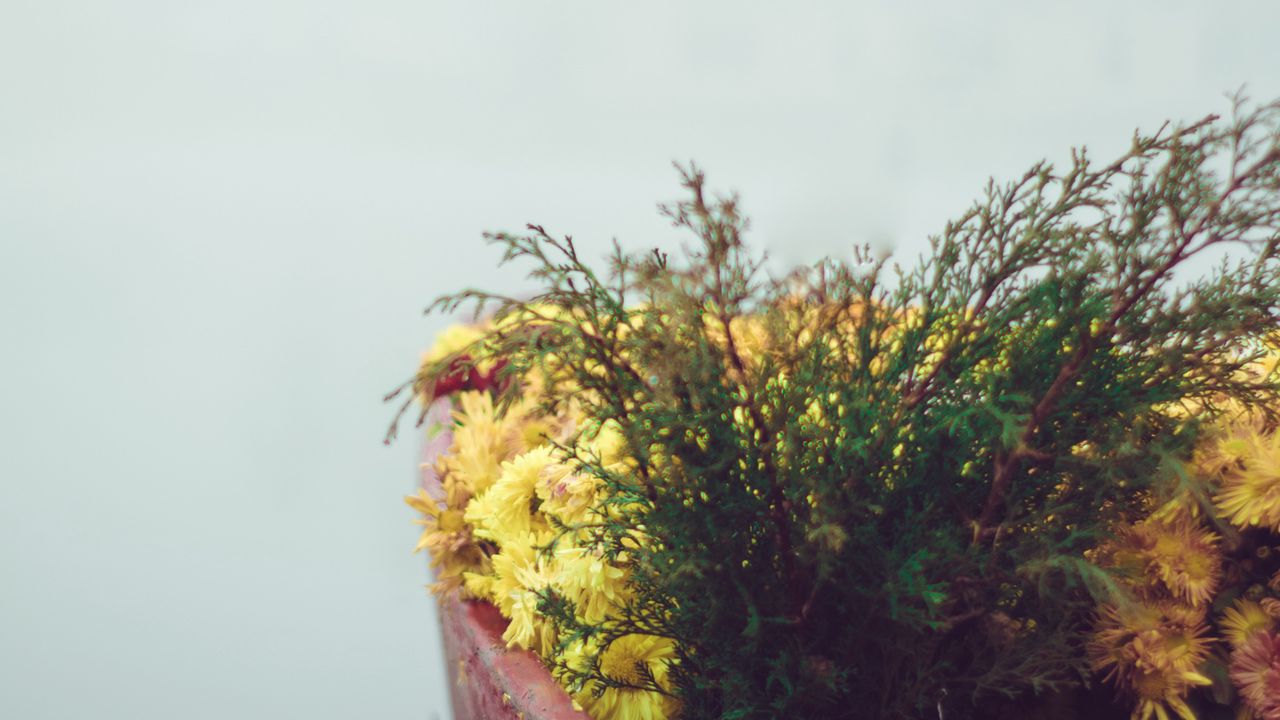Wallpaper boat, flowers, fog, tenderness, minimalism