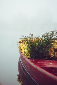 Preview wallpaper boat, flowers, fog, tenderness, minimalism