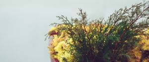 Preview wallpaper boat, flowers, fog, tenderness, minimalism