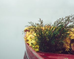 Preview wallpaper boat, flowers, fog, tenderness, minimalism