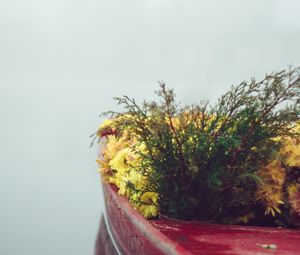 Preview wallpaper boat, flowers, fog, tenderness, minimalism