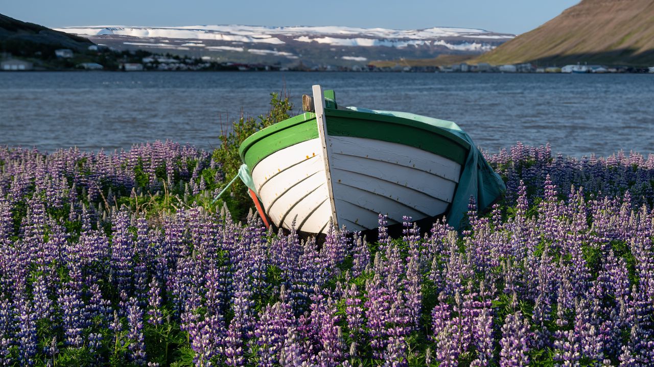 Wallpaper boat, lupine, flowers, lake
