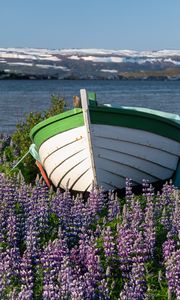 Preview wallpaper boat, lupine, flowers, lake