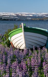 Preview wallpaper boat, lupine, flowers, lake